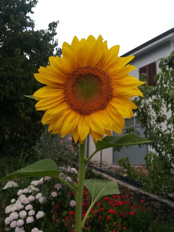 Affitta Camere Casa Delle Rose Villanova Monteleone Eksteriør billede
